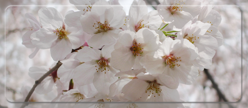 ������摜